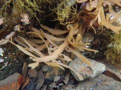 Carpophyllum maschalocarpum