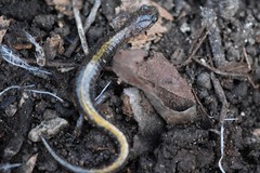 Plethodon angusticlavius