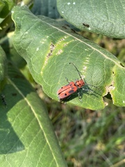Tetraopes tetrophthalmus