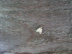 Aglossa costiferalis
