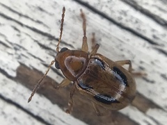 Paria opacicollis