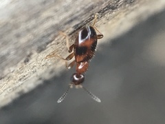 Vacusus vicinus