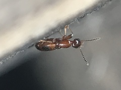Vacusus vicinus