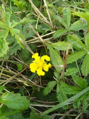 Potentilla reptans