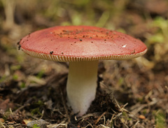 Russula velenovskyi