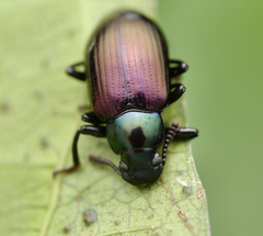 Gauromaia maruyamai