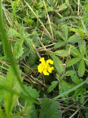 Potentilla reptans