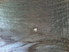 Aglossa costiferalis