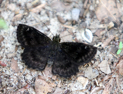 Staphylus hayhurstii