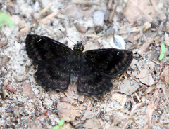 Staphylus hayhurstii