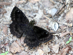 Staphylus hayhurstii