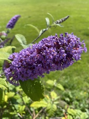Buddleja davidii