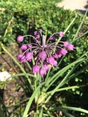 Allium carinatum
