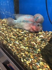 Amphilophus labiatus × cichlasoma trimaculatum