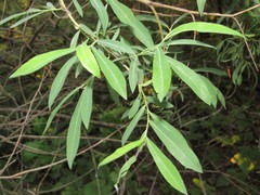 Salix vinogradovii