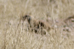 Xerospermophilus tereticaudus