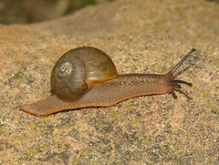 Afrorhytida burseyae