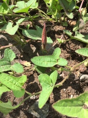Aristolochia versabilifolia