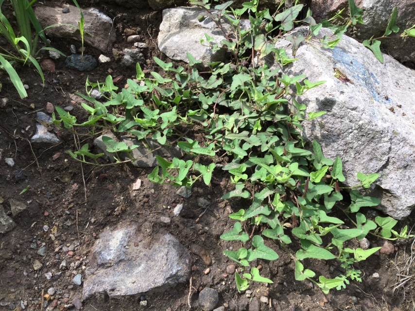 Aristolochia versabilifolia