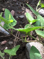 Aristolochia versabilifolia