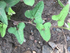 Aristolochia versabilifolia