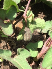 Aristolochia versabilifolia