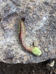 Aristolochia versabilifolia