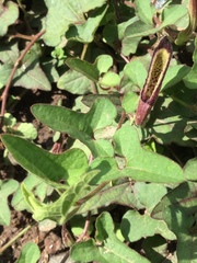Aristolochia versabilifolia