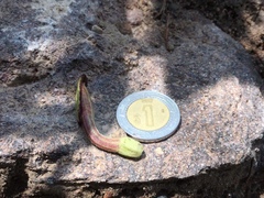 Aristolochia versabilifolia