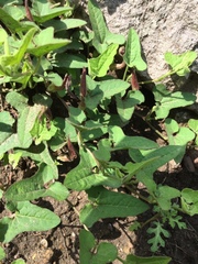 Aristolochia versabilifolia
