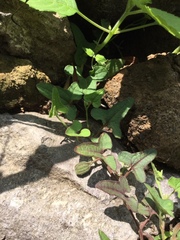 Aristolochia versabilifolia