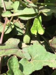 Aristolochia versabilifolia