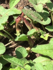 Aristolochia versabilifolia
