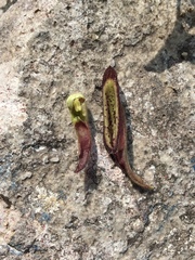 Aristolochia versabilifolia