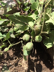 Aristolochia versabilifolia