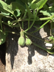 Aristolochia versabilifolia