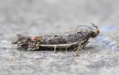 Aristotelia rubidella