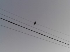 Patagioenas picazuro