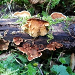 Stereum insignitum