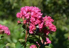 Xylocopa phalothorax