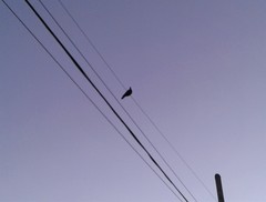 Patagioenas picazuro