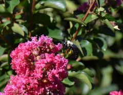 Xylocopa phalothorax