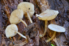 Trichocybe