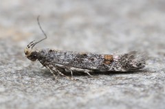 Aristotelia rubidella