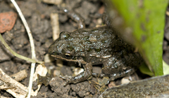 Leptodactylus latinasus