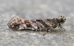 Aristotelia rubidella