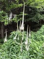 Veronicastrum