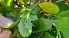 Rhogogaster punctulata