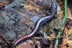 Plethodon angusticlavius