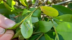 Rhogogaster punctulata